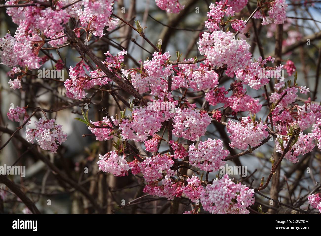 Viburnum Fragrans, Syn. farreri, viburno profumato Foto Stock