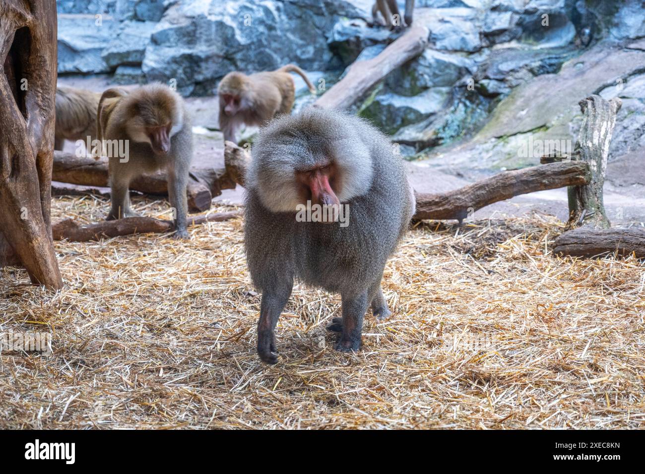 Una truppa di babbuini si sta impegnando in varie attività su un recinto roccioso con uno prominente in primo piano. Zoo di Skansen, Stoccolma, Svezia Foto Stock