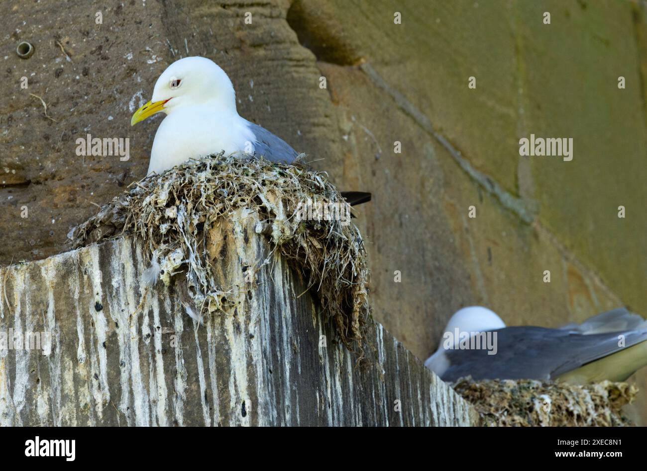 I kittiwakes trascorrono la maggior parte dell'anno a pescare in mare e ritornano nelle zone costiere per nidificare sulle scogliere o nelle città costiere. Sono gregari Foto Stock