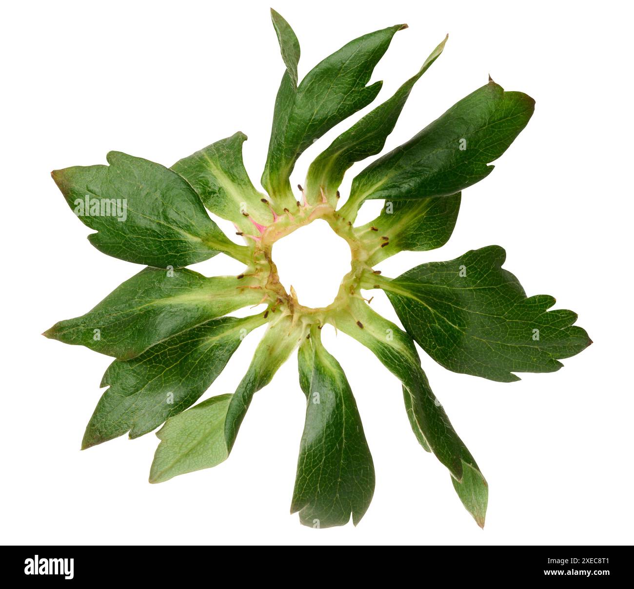 Setto di fragole verdi su sfondo isolato Foto Stock