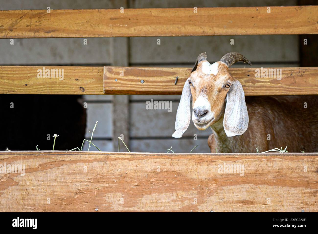 Capra incrociata singola in un canale di alimentazione in legno fatto in casa. Foto Stock