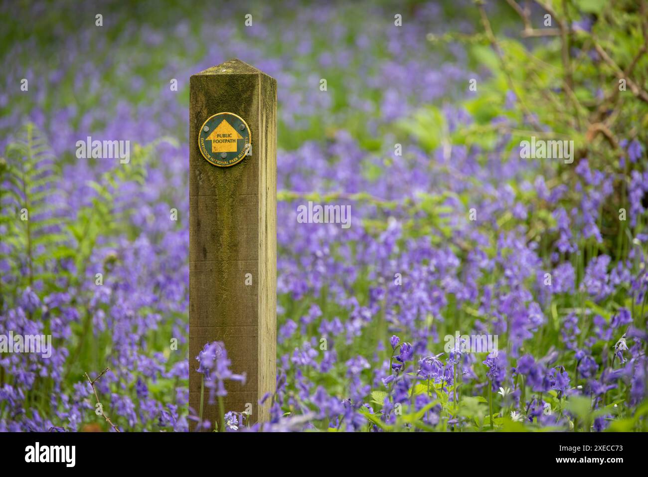 Segnaletica per il sentiero pubblico in un bosco di bluebell, nel Dartmoor National Park, Devon, Inghilterra. Primavera (maggio) 2024. Foto Stock