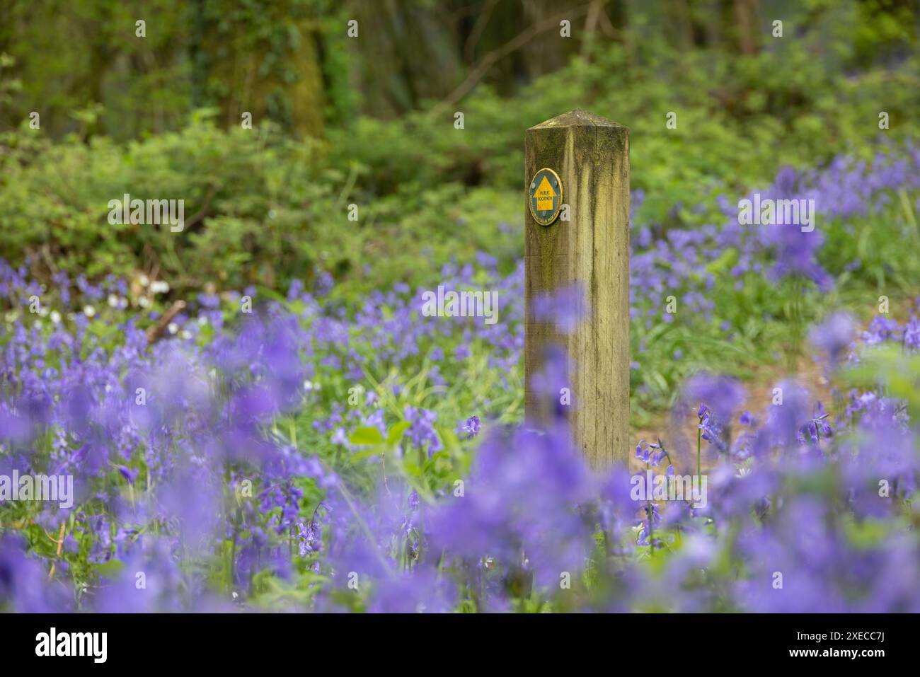 Segnaletica per il sentiero pubblico in un bosco di bluebell, nel Dartmoor National Park, Devon, Inghilterra. Primavera (maggio) 2024. Foto Stock