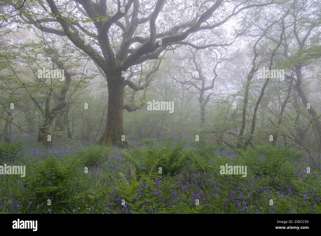 Foresta decidua di bluebell in primavera, Dartmoor National Park, Devon, Inghilterra. Primavera (maggio) 2024. Foto Stock