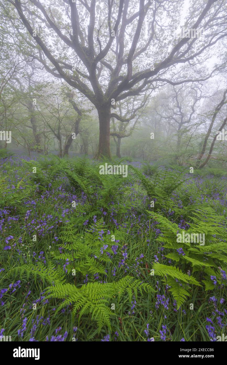 Foresta decidua di bluebell in primavera, Dartmoor National Park, Devon, Inghilterra. Primavera (maggio) 2024. Foto Stock