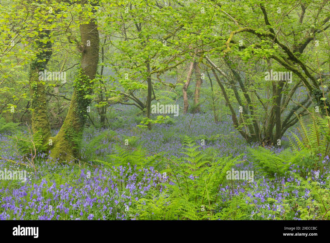 Tappeto di campanelli in un bosco deciduo in primavera, il Dartmoor National Park, Devon, Inghilterra. Primavera (maggio) 2024. Foto Stock
