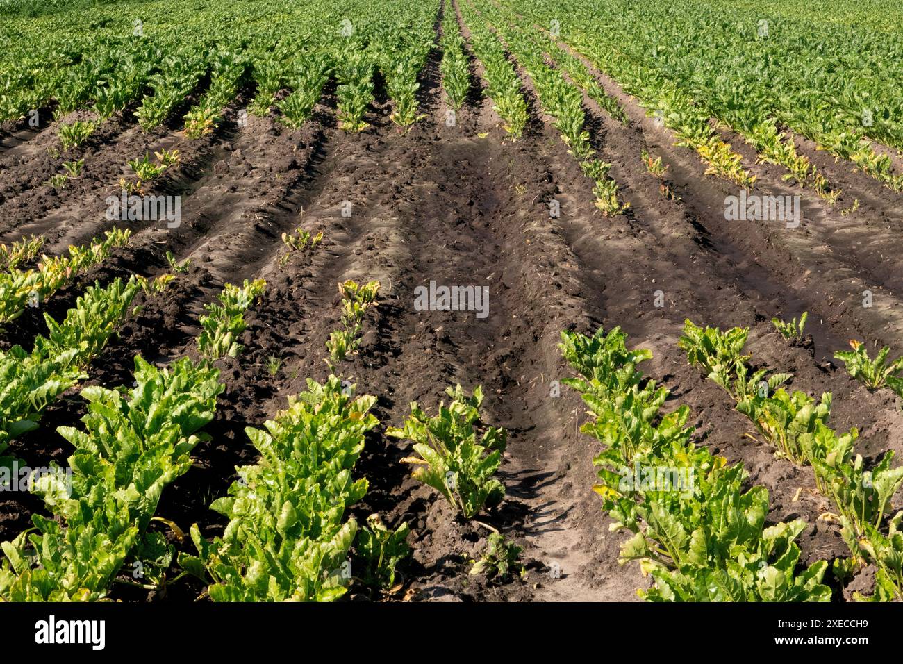 Punto umido e basso in campo con barbabietole da zucchero; scarsa crescita delle colture, in parte causata da carenza di fosfato Foto Stock