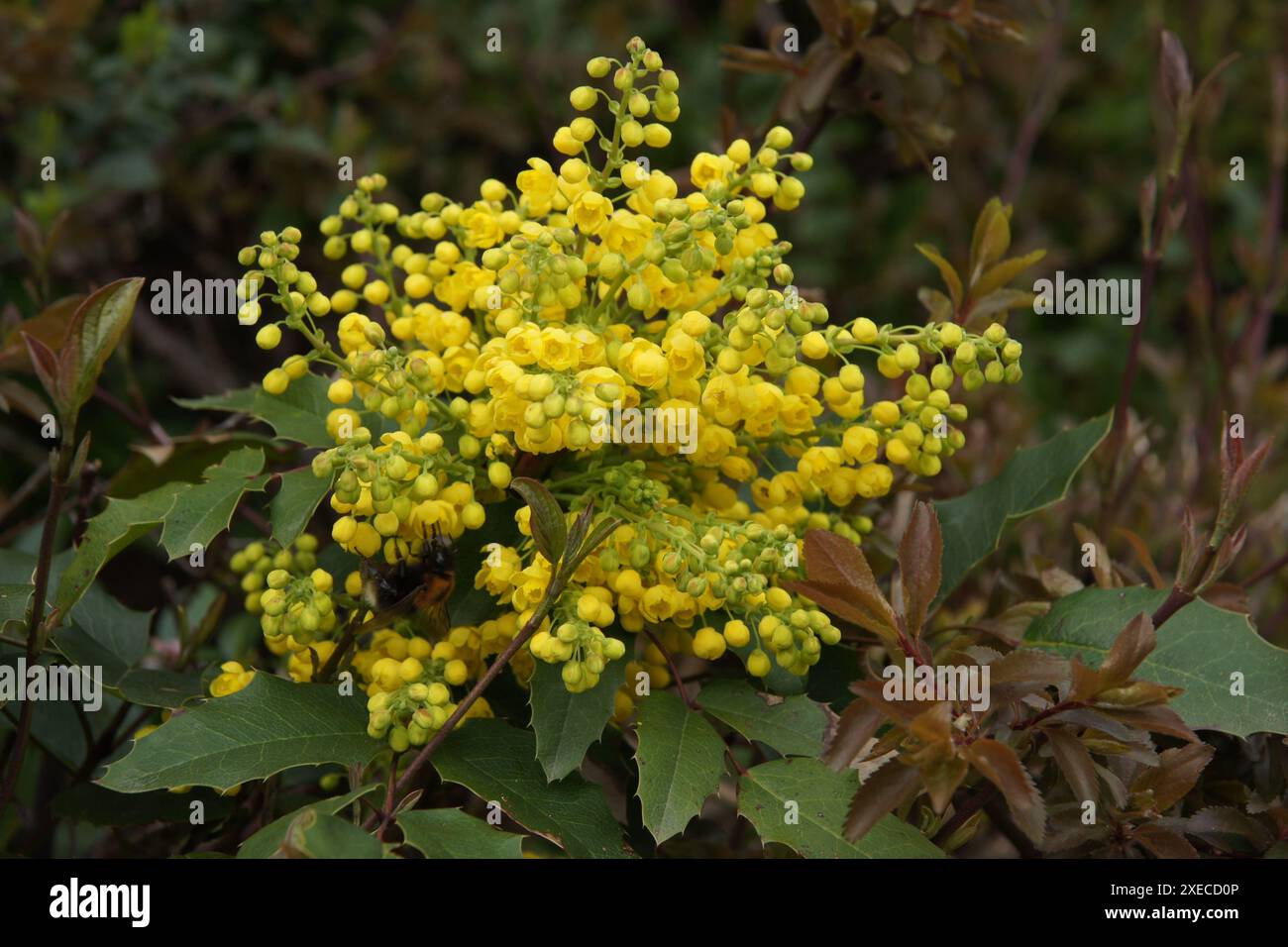 Mahonia aquifolium, uva dell'Oregon, bombi Foto Stock