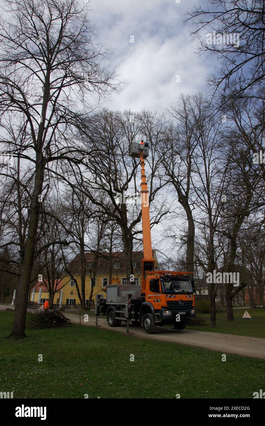 Potatura di alberi, piattaforma di lavoro Foto Stock