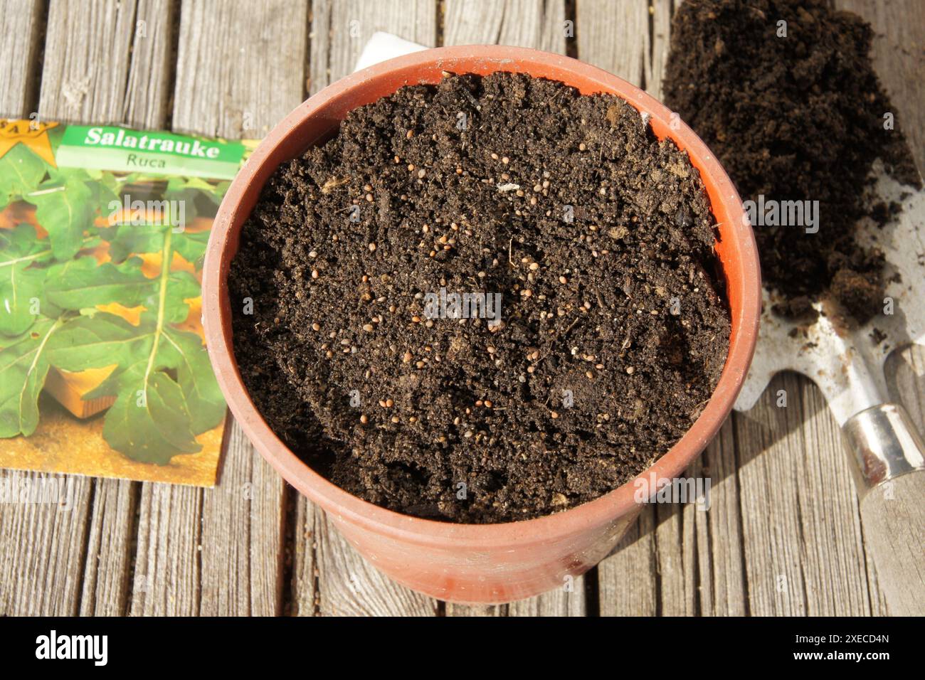 Eruca sativa, Rucola, rucola, rucola, seme Foto Stock