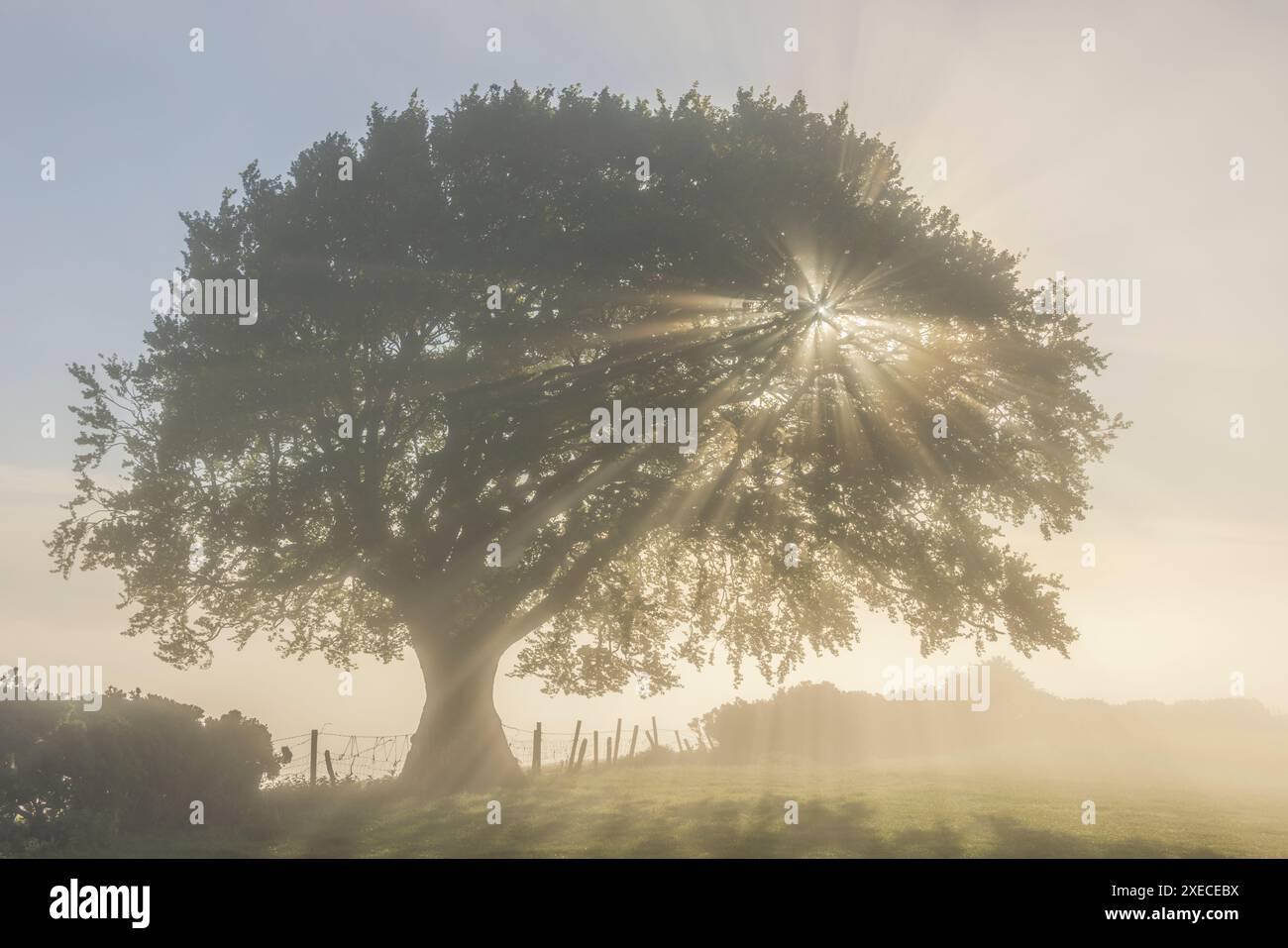 Raggi di luce brillano attraverso un bellissimo albero deciduo in una mattina nebbiosa, Devon, Inghilterra. Primavera (maggio) 2024. Foto Stock