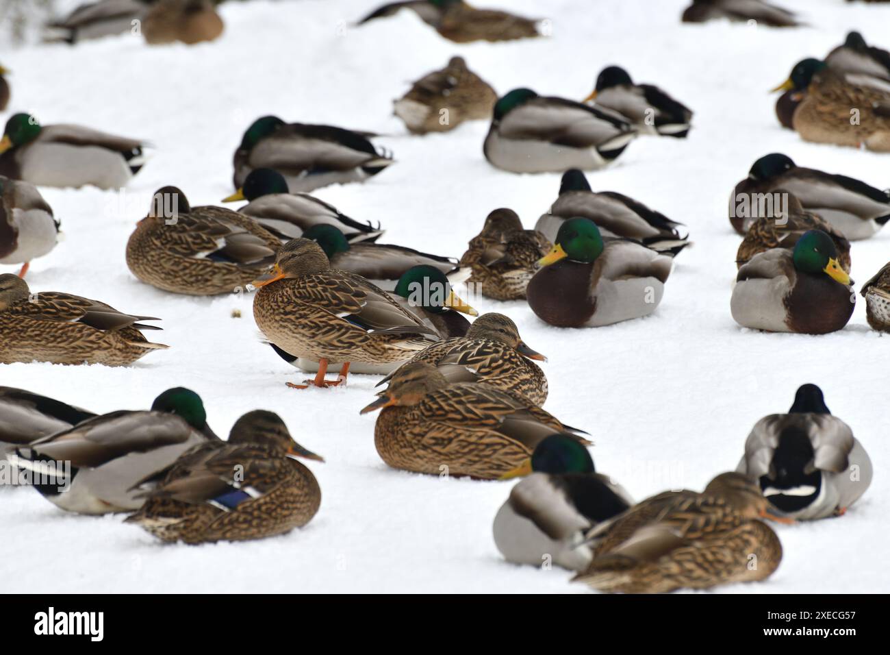 Un gregge di selvaggi mallards si trova sulla neve nel parco Foto Stock