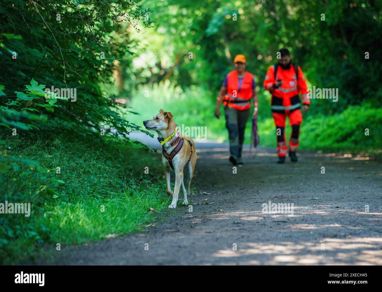 27 giugno 2024, Assia, Groß-Gerau: Una squadra di cani è su appuntamento per prendere misure contro la peste suina africana con il cane da cecchino di cadavere Paco. Dopo che il virus della peste suina africana (ASF) è stato individuato per la prima volta a Groß-Gerau, sono state adottate misure per prevenire un'ulteriore diffusione. Tra le altre cose, ogni giorno vengono dispiegate fino a 70 squadre di cani e droni per cercare carcasse di cinghiali nella cosiddetta zona di restrizione. Il Ministro dell'Agricoltura dell'Assia guarda. Foto: Andreas Arnold/dpa Foto Stock