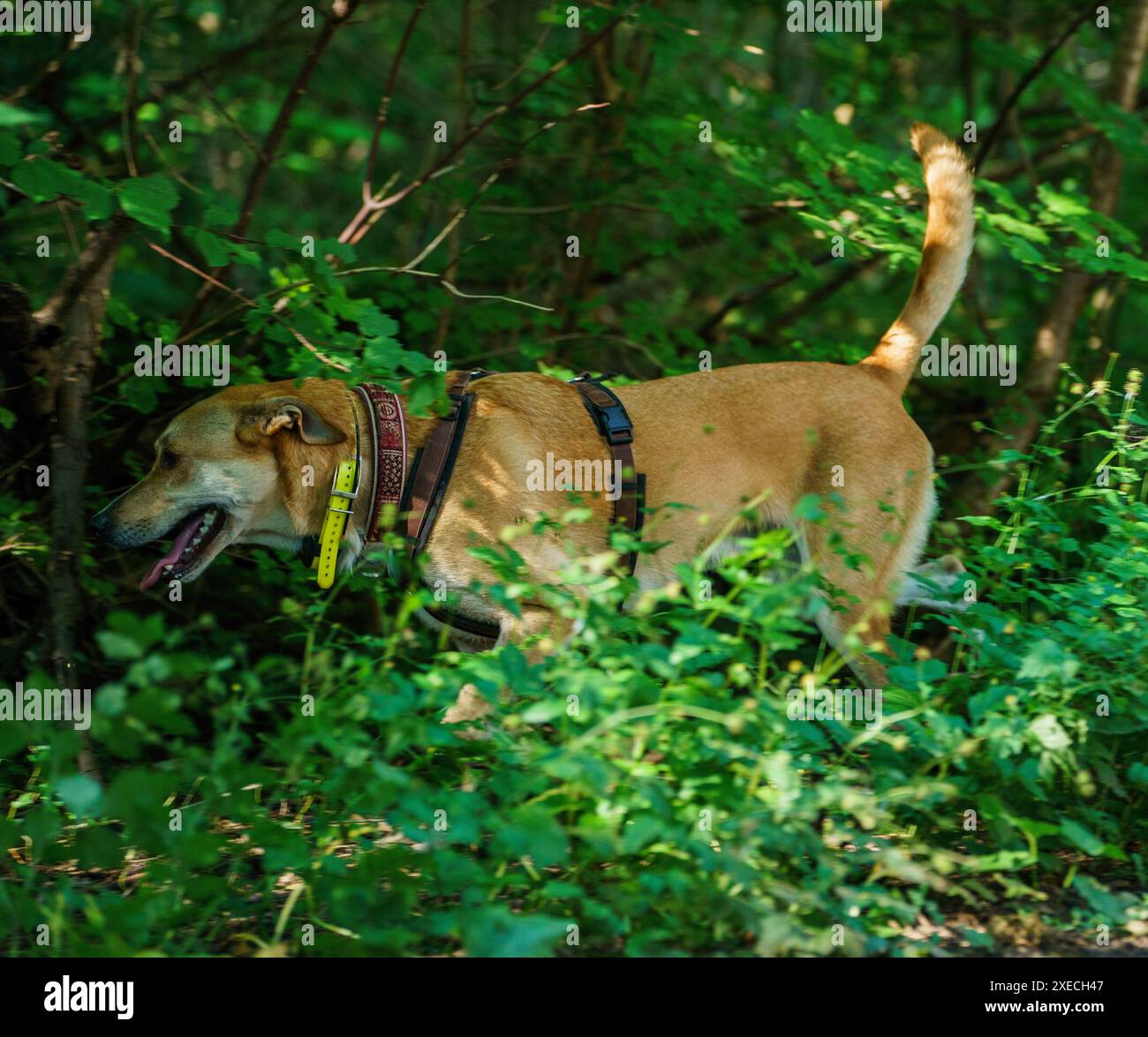 27 giugno 2024, Assia, Groß-Gerau: Il cane per il rilevamento della carcassa Paco cerca un campione di odore durante una dimostrazione di misure contro la peste suina africana. Dopo che il virus della peste suina africana (ASF) è stato individuato per la prima volta a Groß-Gerau, sono state adottate misure per prevenire un'ulteriore diffusione. Tra le altre cose, fino a 70 squadre di cani e droni vengono dispiegate ogni giorno per cercare carcasse di cinghiali nella cosiddetta zona di restrizione. Il Ministro dell'Agricoltura dell'Assia guarda. Foto: Andreas Arnold/dpa Foto Stock