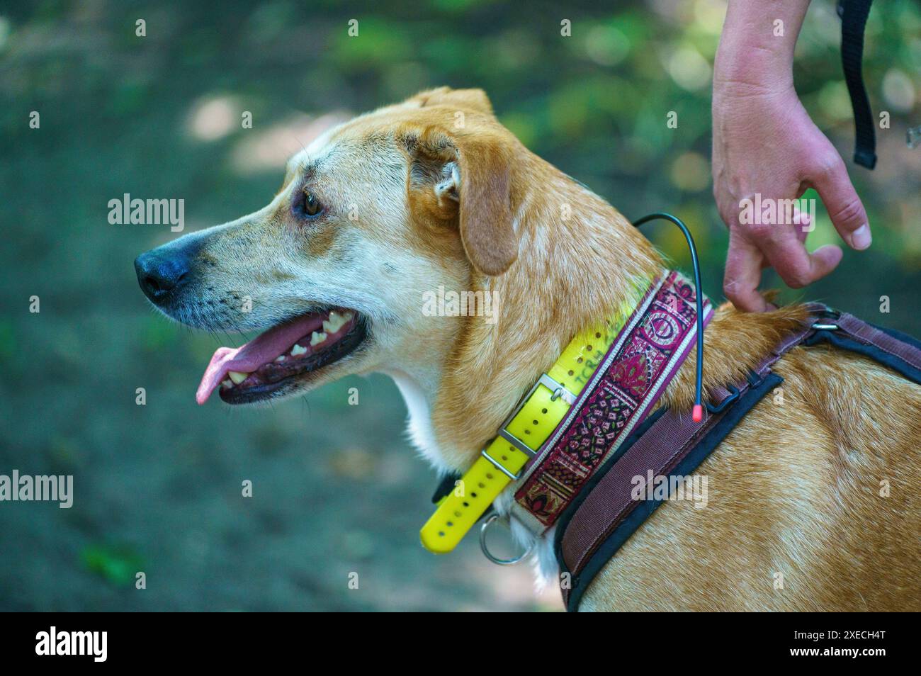 27 giugno 2024, Assia, Groß-Gerau: Il cane per il rilevamento della carcassa Paco cerca un campione di odore durante una dimostrazione di misure contro la peste suina africana. Dopo che il virus della peste suina africana (ASF) è stato individuato per la prima volta a Groß-Gerau, sono state adottate misure per prevenire un'ulteriore diffusione. Tra le altre cose, fino a 70 squadre di cani e droni vengono dispiegate ogni giorno per cercare carcasse di cinghiali nella cosiddetta zona di restrizione. Il Ministro dell'Agricoltura dell'Assia guarda. Foto: Andreas Arnold/dpa Foto Stock