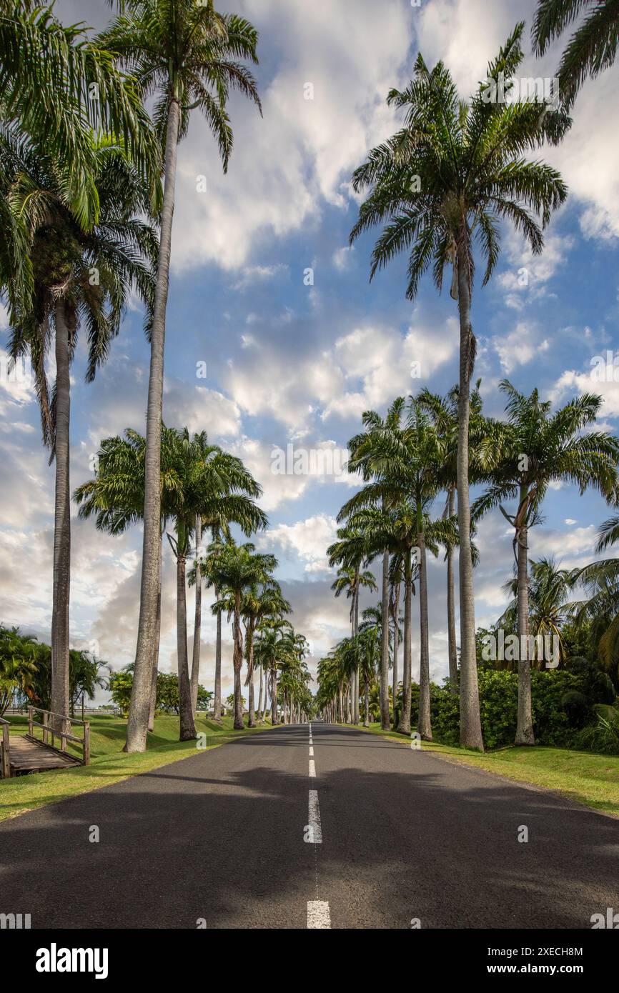 Il famoso Pallem allee lâ€™AllÃ©e Dumanoir. Paesaggio Grand Terre, Guadalupa, Caraibi Foto Stock