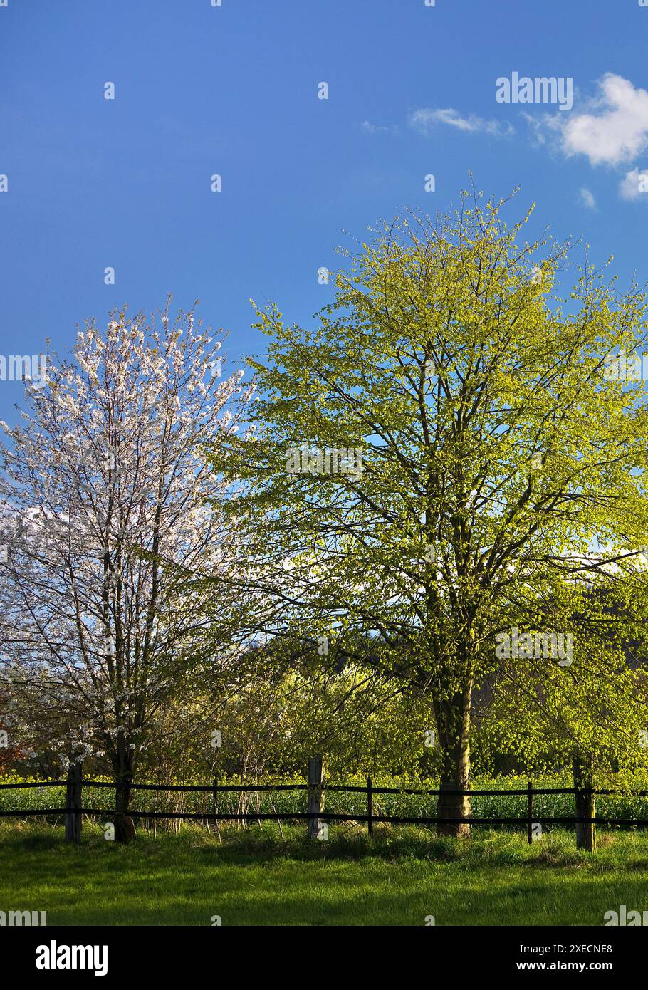 Primavera con alberi nel paesaggio agar, Hoellen, Titz, Renania settentrionale-Vestfalia, Germania, Europa Foto Stock