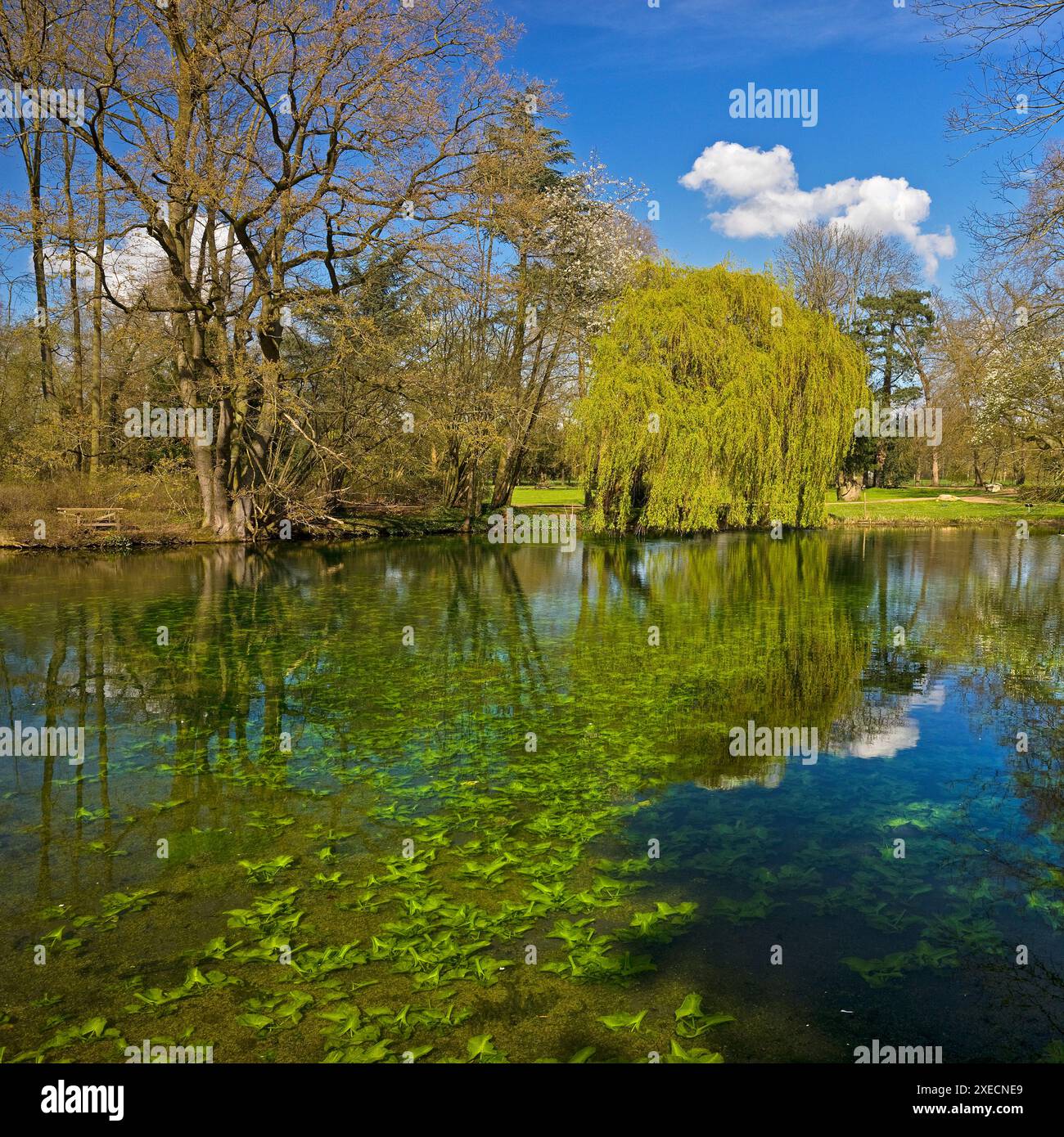 Castello di Paffendorf, parco del castello, Bergheim, basso Reno, Renania settentrionale-Vestfalia, Germania, Europa Foto Stock