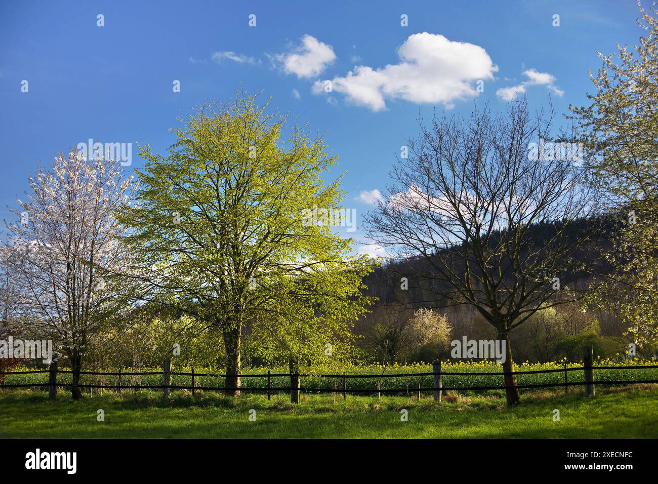 Primavera con alberi nel paesaggio agar, Hoellen, Titz, Renania settentrionale-Vestfalia, Germania, Europa Foto Stock
