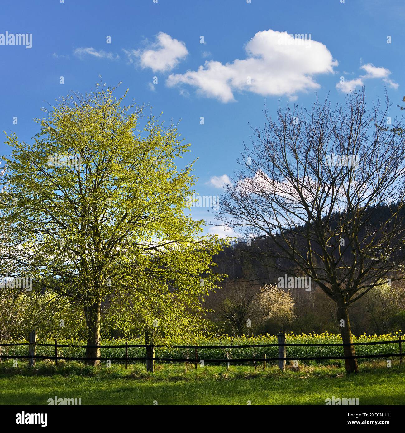 Primavera con alberi nel paesaggio agar, Hoellen, Titz, Renania settentrionale-Vestfalia, Germania, Europa Foto Stock