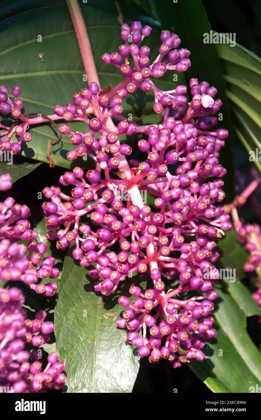 Singolo gruppo di boccioli di fiori rosa di orchidea malese, Medinilla Myriantha semi-epifitica, nel giardino subtropicale del Queensland, Australia. Inverno. Foto Stock