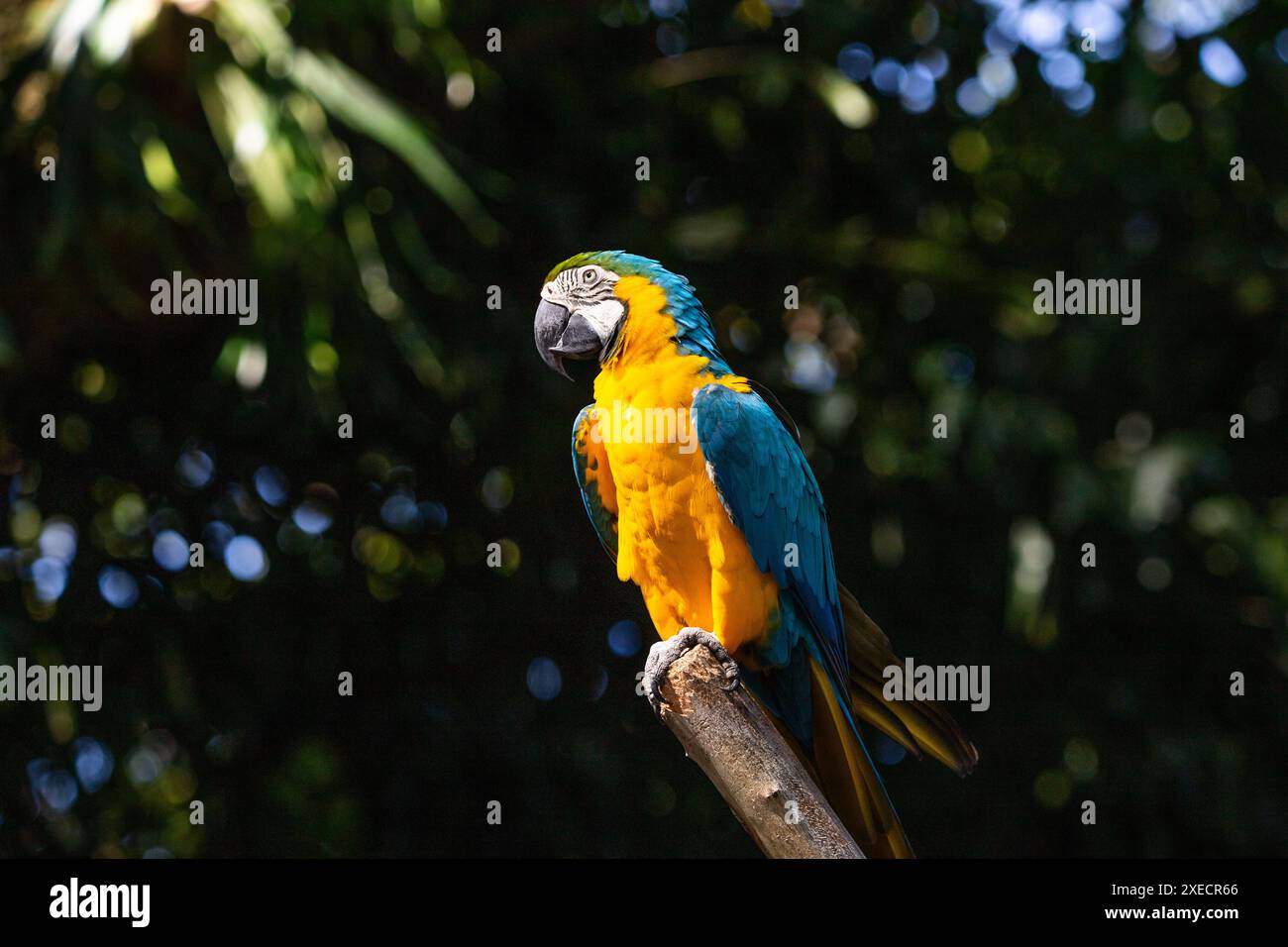 Ritratto di un pappagallo. Guadalupa, Caraibi, Antille francesi Foto Stock