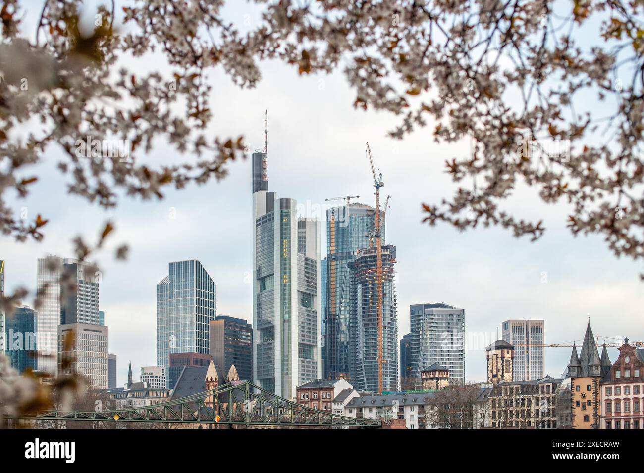 Fiorisce in primavera di fronte a Francoforte all'alba. splendide viste della città e dello skyline Foto Stock