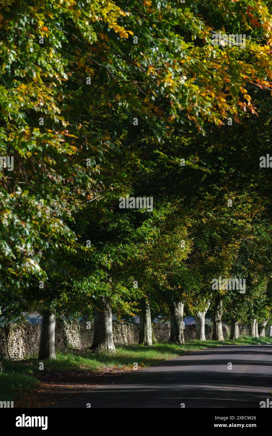 Una strada di campagna vuota costeggiata da alberi con le sue ombre che creano strisce lungo l'asfalto. Foto Stock