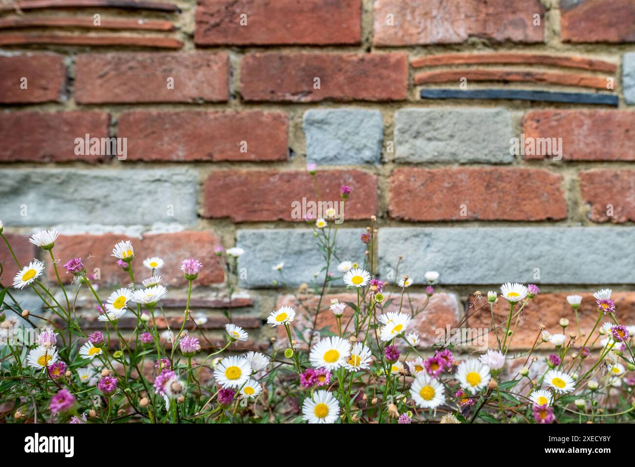 Un vecchio muro di mattoni intemprati che necessitava di essere riposizionato nel villaggio rurale britannico Foto Stock