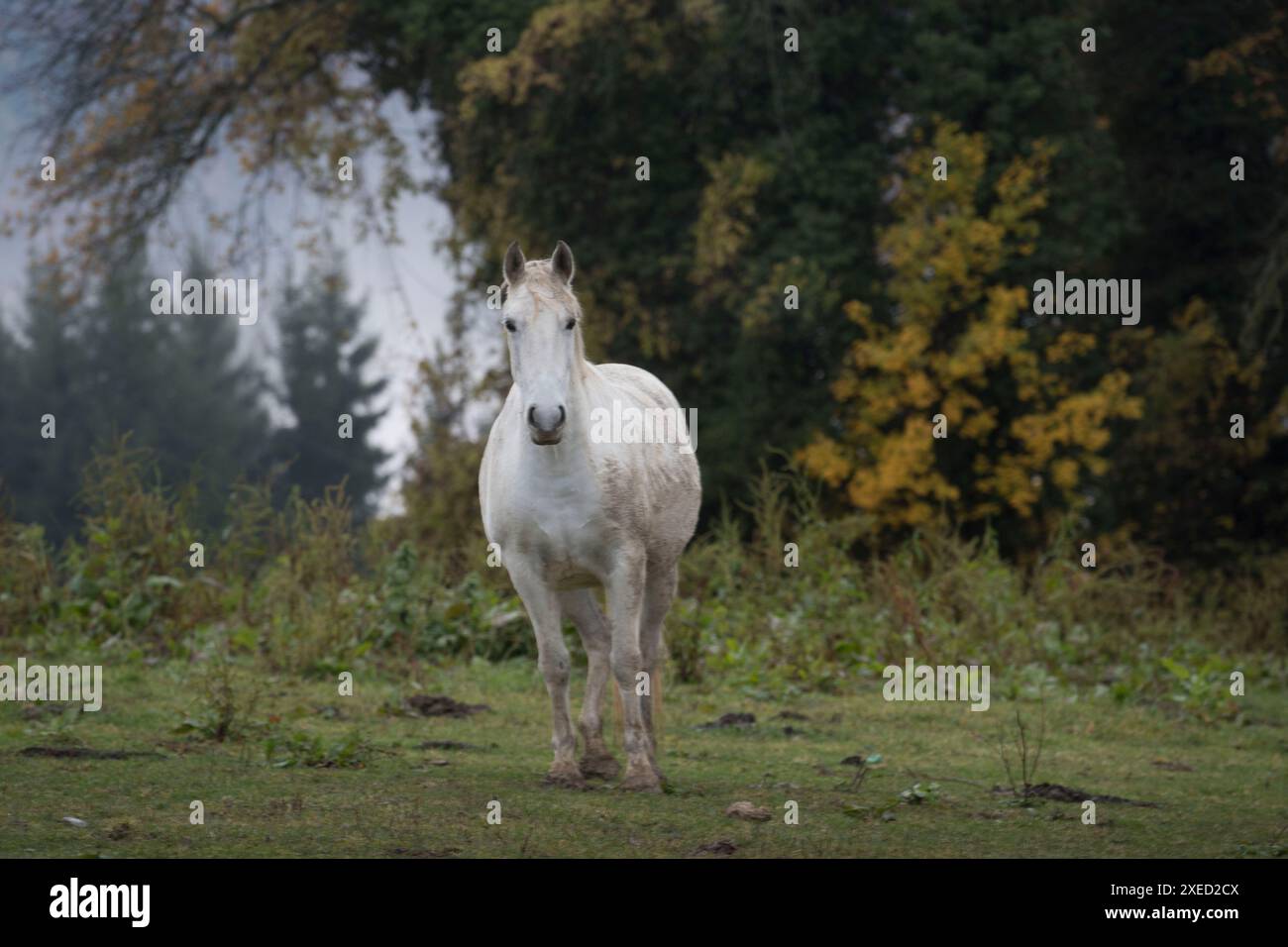 Il lipizzaner è un cavallo famoso Foto Stock