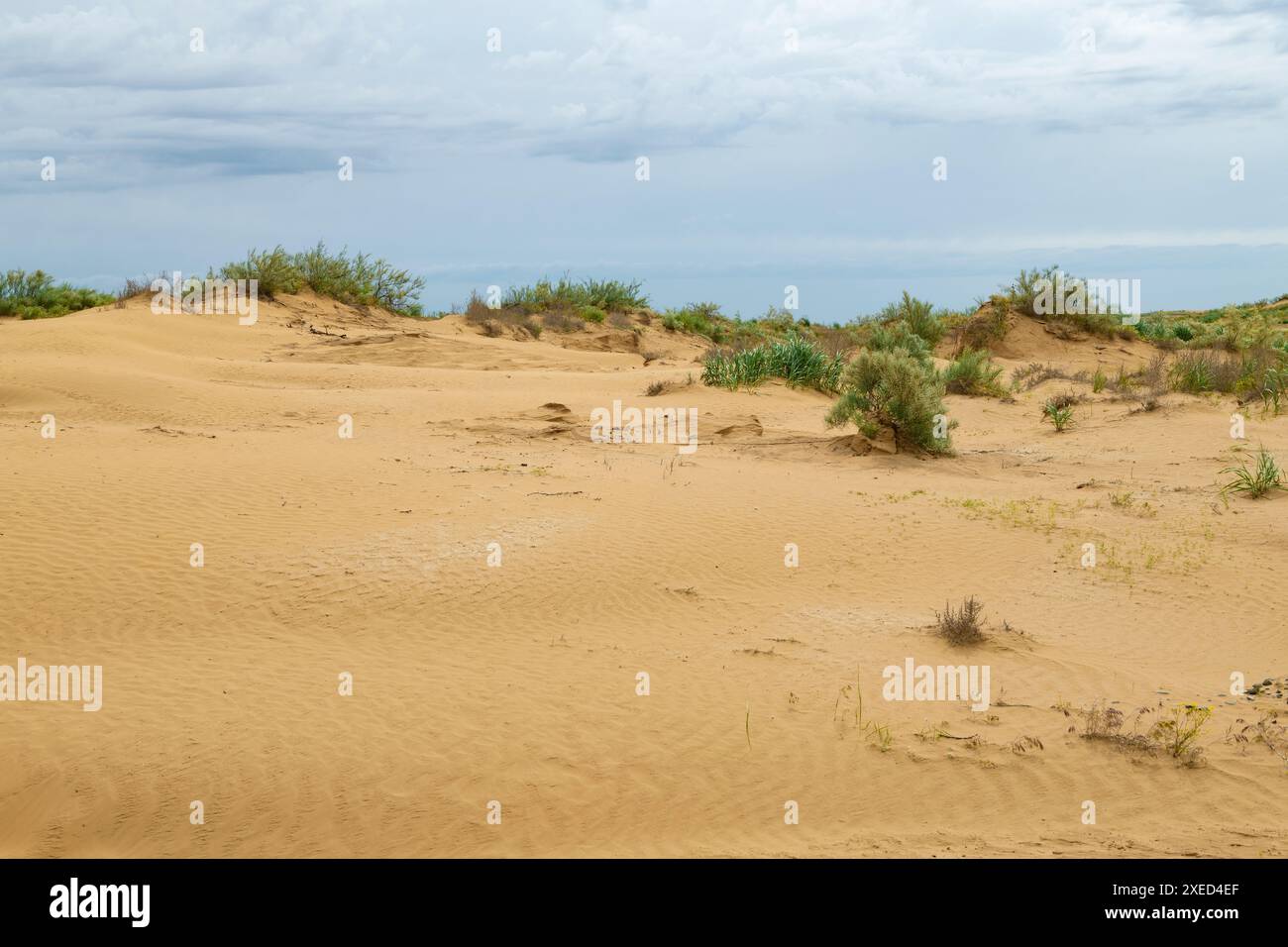 Semi-deserto sul territorio della Kalmykia in un giorno di maggio. Federazione Russa Foto Stock