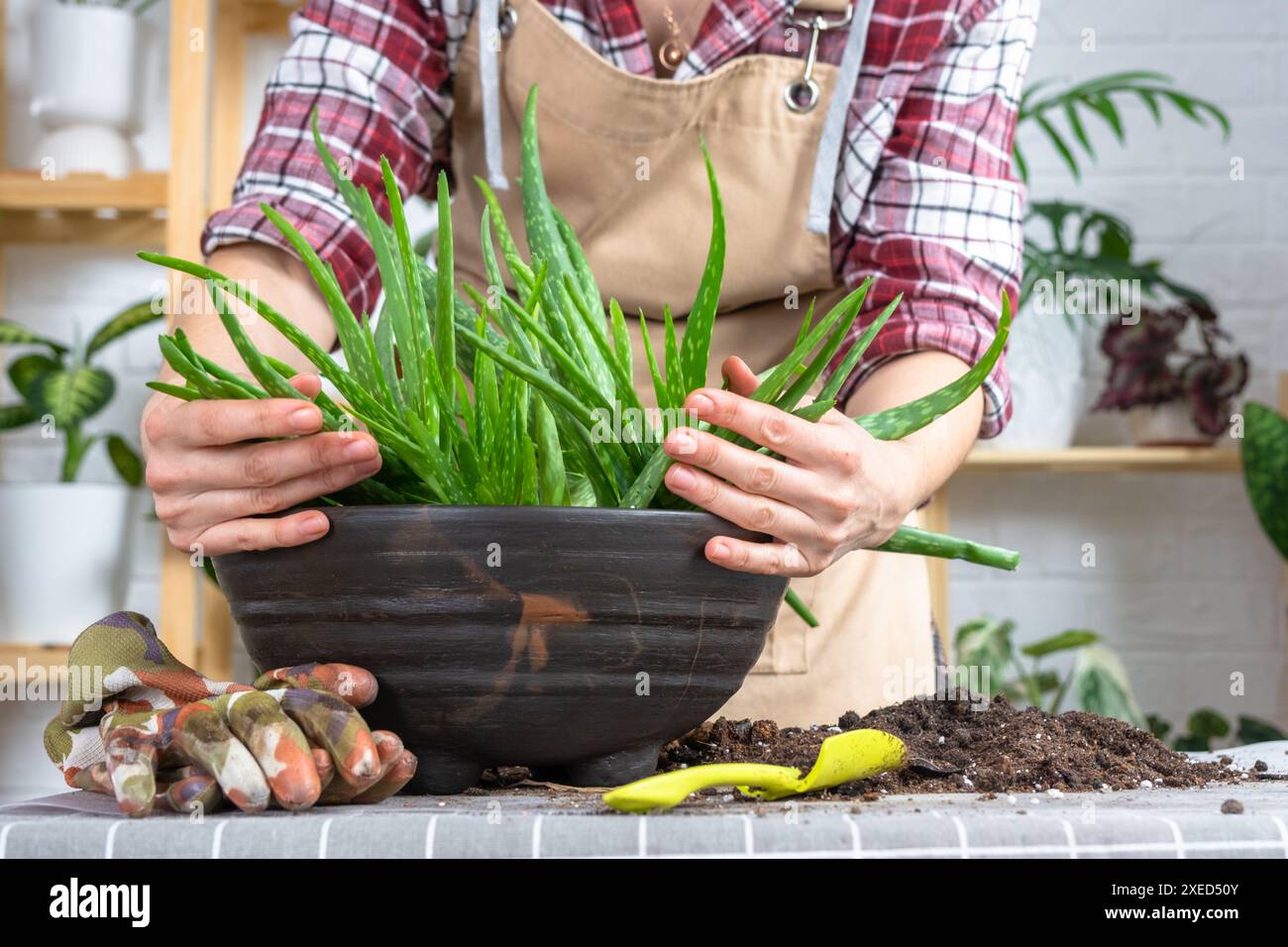 Le mani della donna in un grembiule Potting, trapianto e riproduzione sono la separazione dei bambini della pianta di Aloe vera. Foto Stock