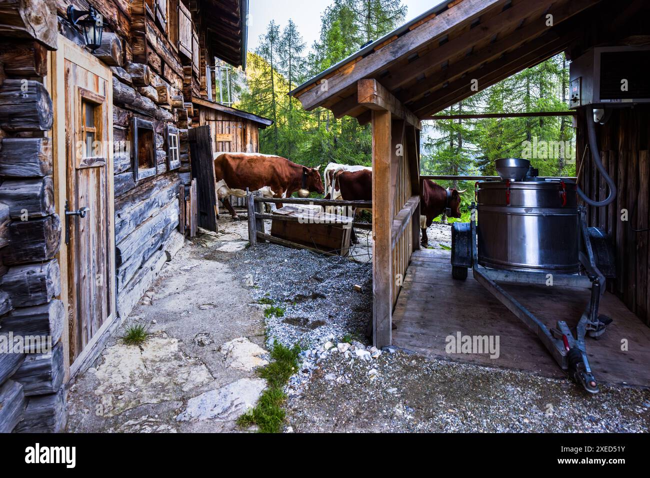 Mucche che lasciano il fienile dopo la mungitura, Filzmoosalm, Großarl. Stalla di mungitura nel Filzmoosalm, Großarl, Salisburgo, Austria Foto Stock