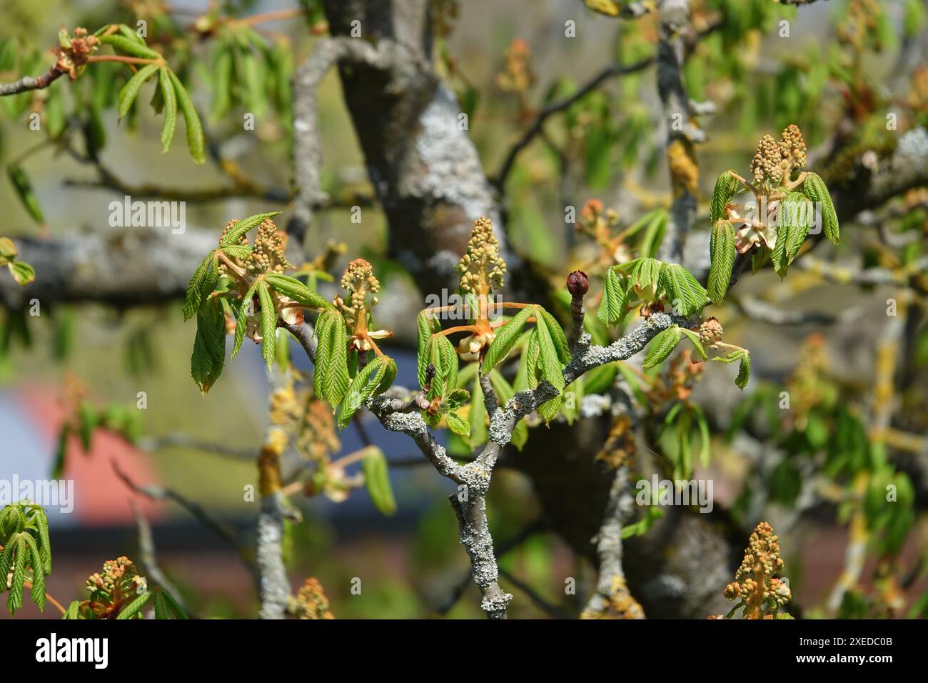 Aesculus ippocastanum, castagno di cavallo Foto Stock