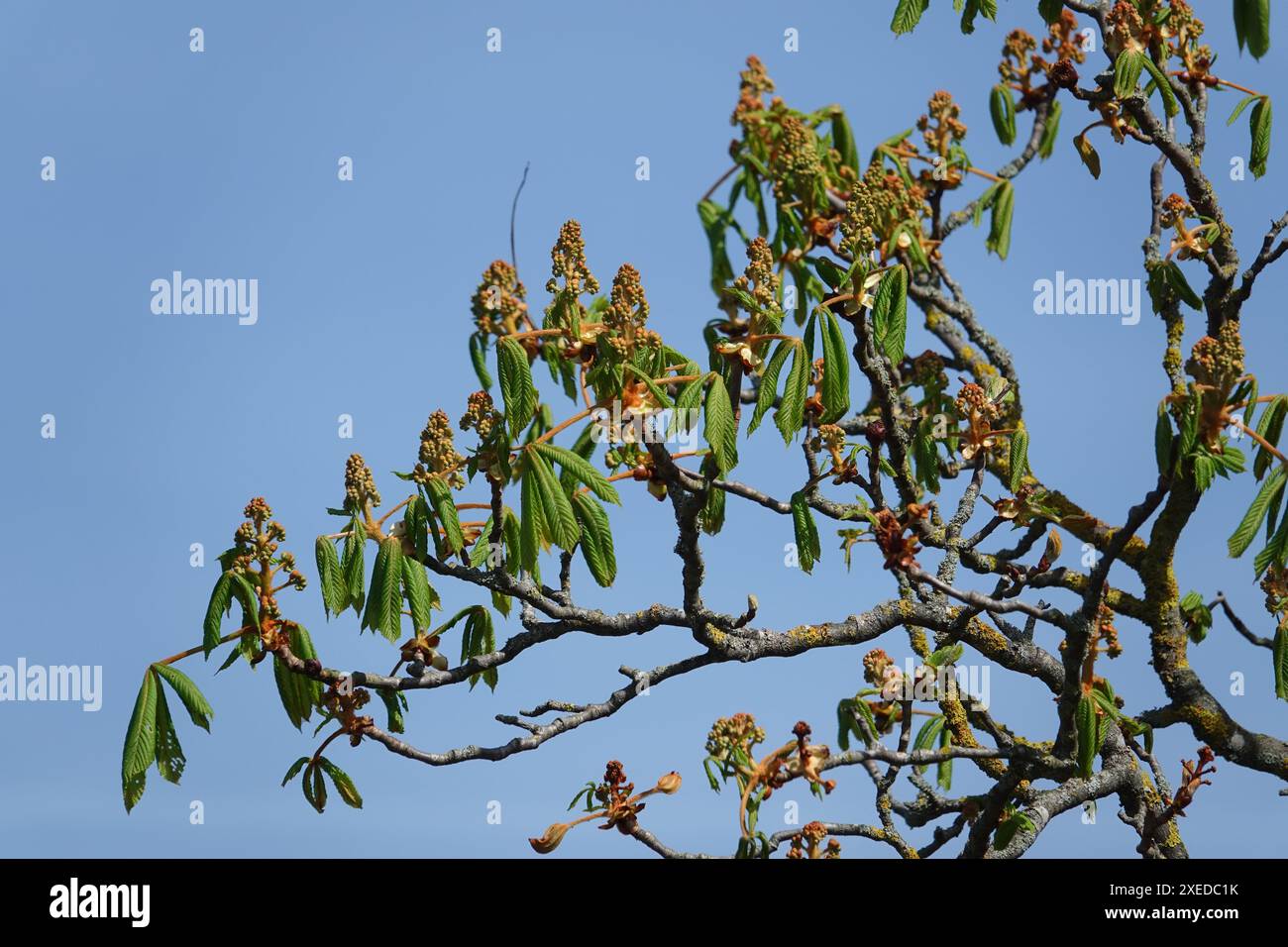 Aesculus ippocastanum, castagno di cavallo Foto Stock