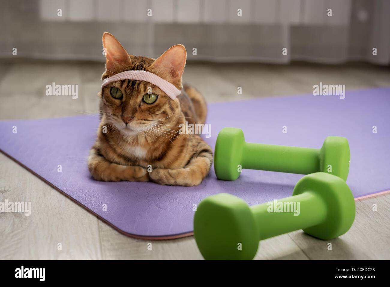 Gatto domestico su un tappetino fitness con manubri. Foto Stock