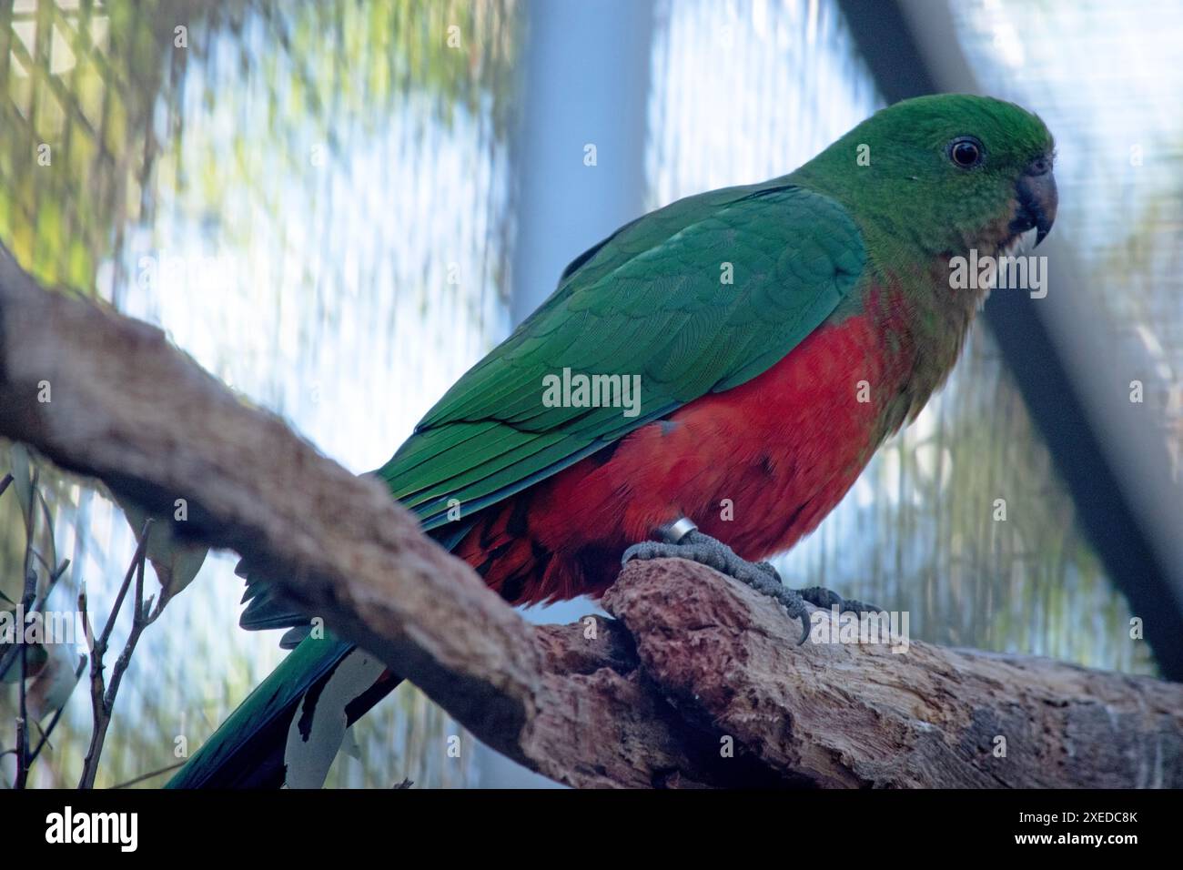 Il pappagallo reale australiano ha una pancia rossa e un dorso verde, con ali verdi e una lunga coda verde. Foto Stock