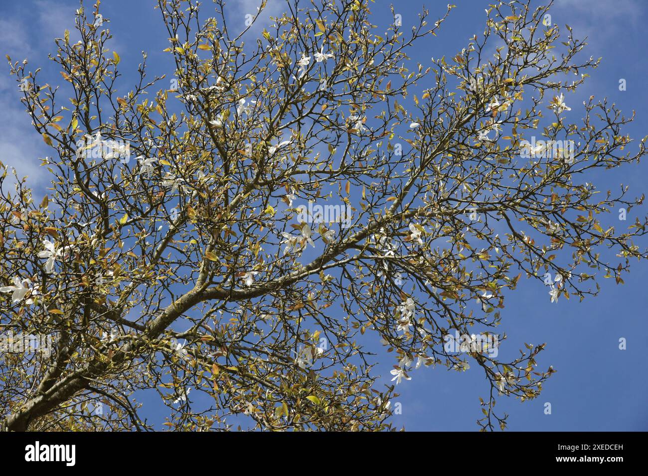 Magnolia salicifolia, foglie di willowleaf magnolia Foto Stock