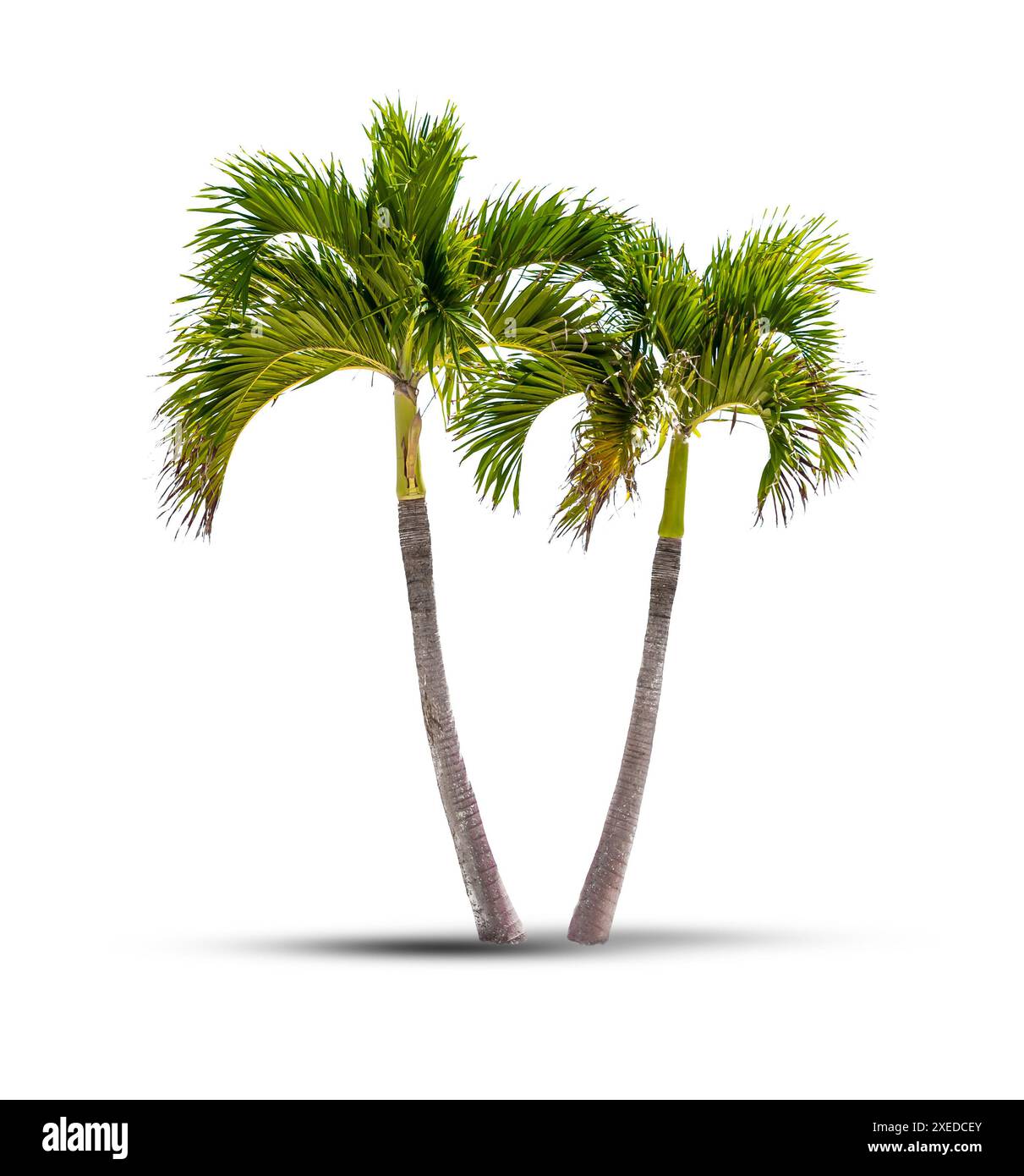 Palme da cocco gemelle isolate su uno sfondo bianco con ombra Foto Stock