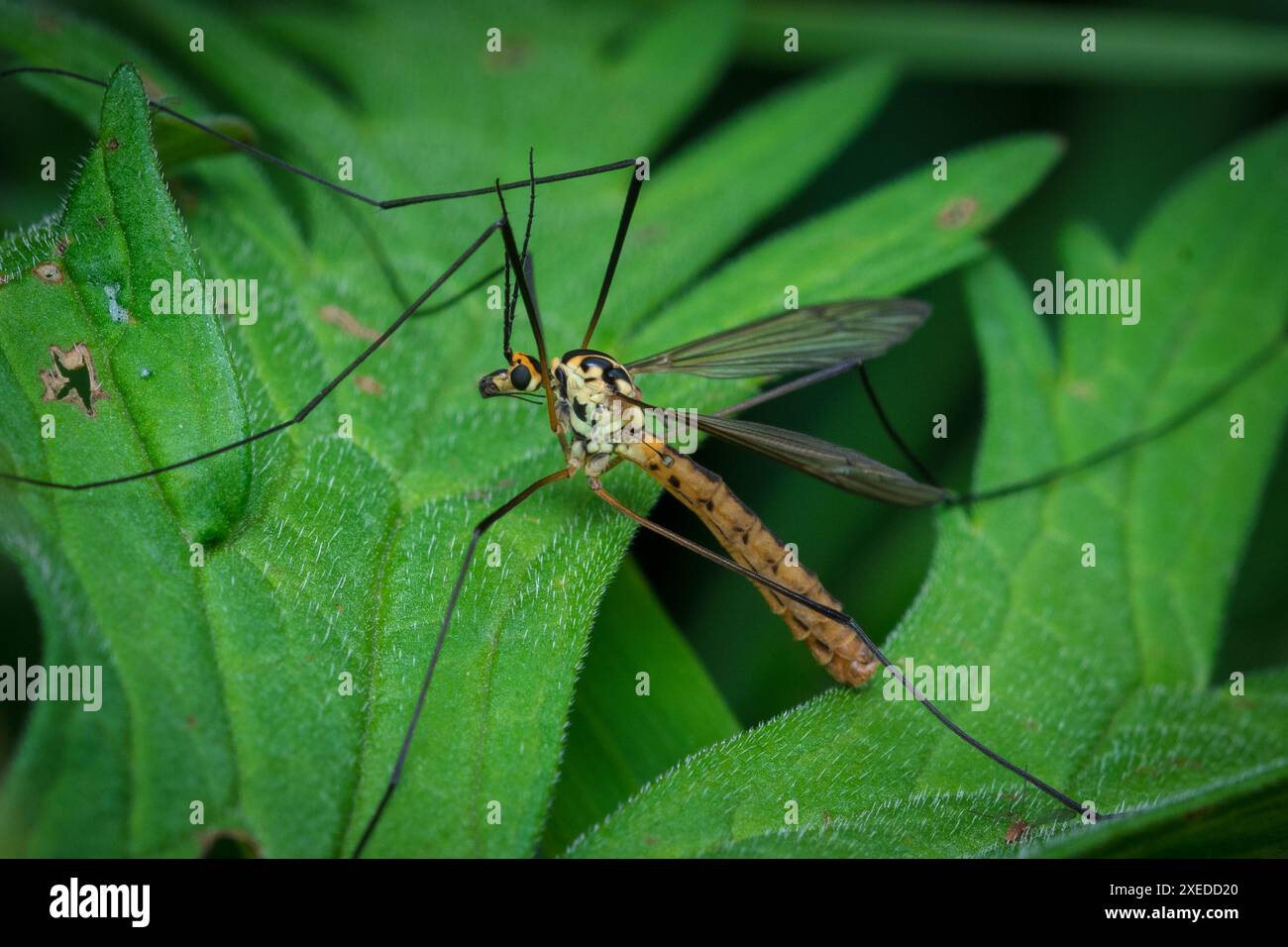 Una vespa gialla e nera che mima cranicamente (Nephrotoma sp) arroccata tra la vegetazione. Penshaw, Sunderland, Regno Unito Foto Stock