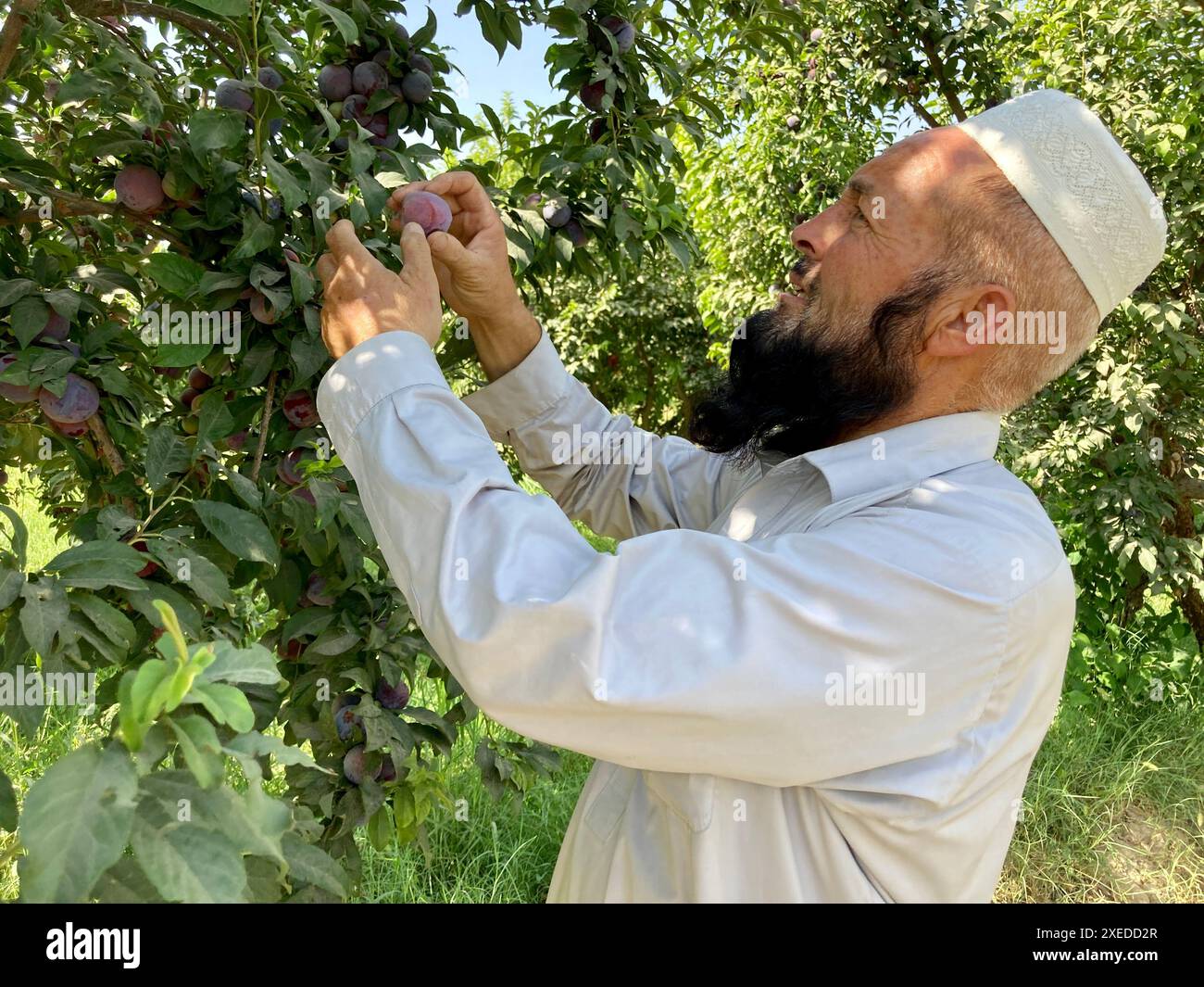 Kandahar, la provincia di Kandahar in Afghanistan. 27 giugno 2024. Un contadino raccoglie prugne in un frutteto nella periferia del distretto di Zhari, nella provincia di Kandahar, Afghanistan meridionale, 27 giugno 2024. All'inizio della stagione della raccolta delle prugne, gli agricoltori sono impegnati a raccogliere frutta fresca nella periferia della provincia di Kandahar, nell'Afghanistan meridionale. Crediti: Arghand/Xinhua/Alamy Live News Foto Stock