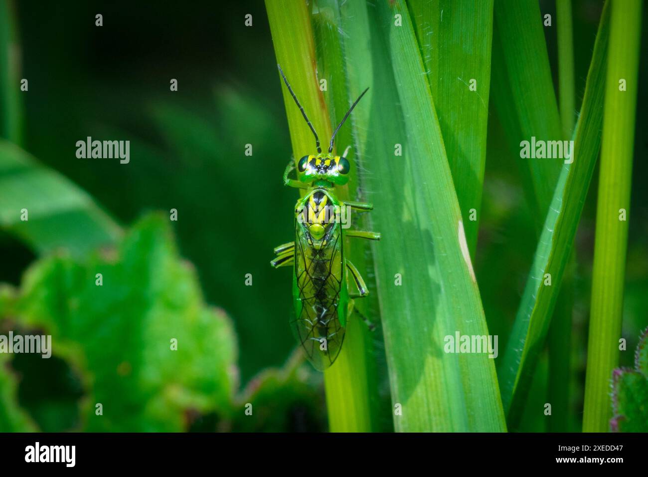 Una sawfly verde brillante (Rhogogaster sp) con occhi luminosi. Fotografato a Penshaw, Regno Unito Foto Stock
