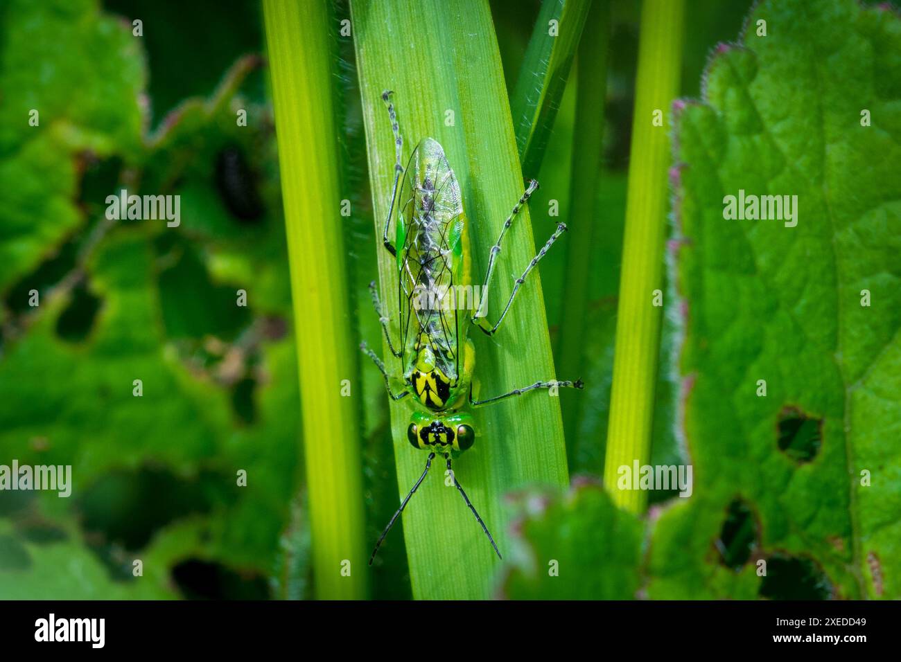 Una sawfly verde brillante (Rhogogaster sp) con occhi luminosi. Fotografato a Penshaw, Regno Unito Foto Stock