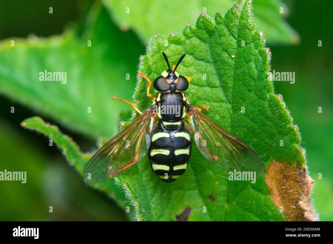 Uno spettacolare hoverfly (Chrysotoxum festivum) che si crogiola su una foglia. Fotografato accanto al fiume Wear vicino a Penshaw, Sunderland, Regno Unito Foto Stock