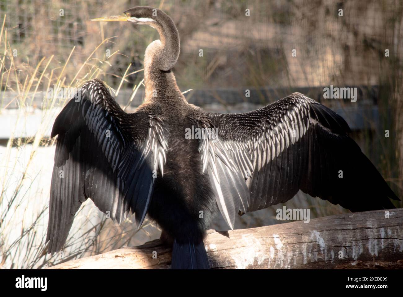 Il Darter è un grande uccello d'acqua sottile con un lungo collo simile a un serpente, becco appuntito e coda lunga e arrotondata. Foto Stock