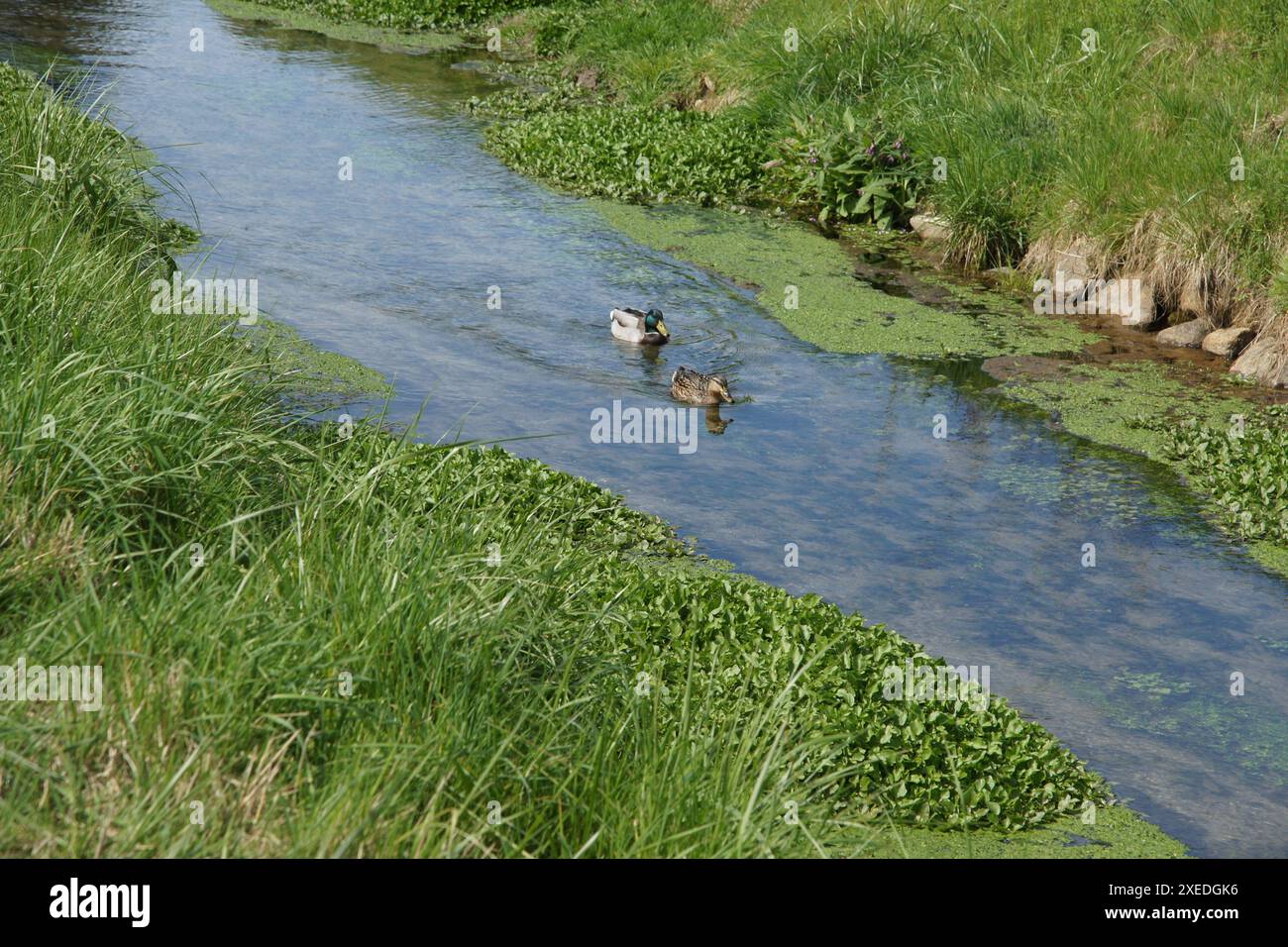 Anas platyrhynchos, anatra selvatica Foto Stock