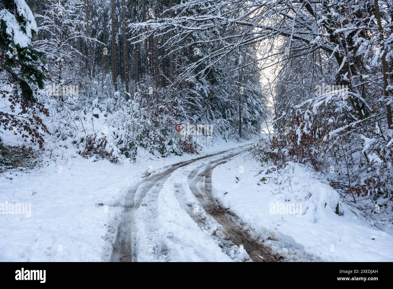 Alberi ricoperti di neve in una foresta con una strada sterrata in una giornata invernale a Spessart, Baviera, Germania. Con cartello "traffico agricolo e forestale libero" Foto Stock