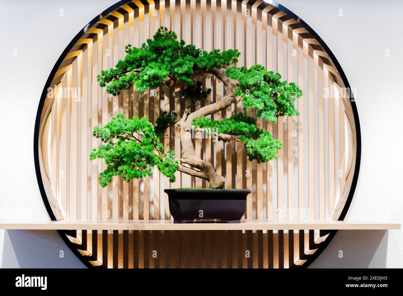 Un albero di bonsai siede su una mensola di legno in una sala minimalista. L'albero è piccolo e ha un tronco ritorto, con foglie verdi e piccoli rami. Lo scaffale Foto Stock