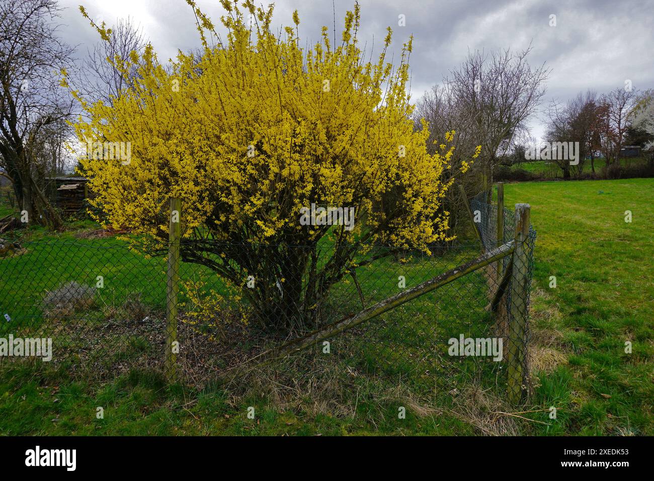 Garden forsythia, lilla dorata; Goldbells Foto Stock
