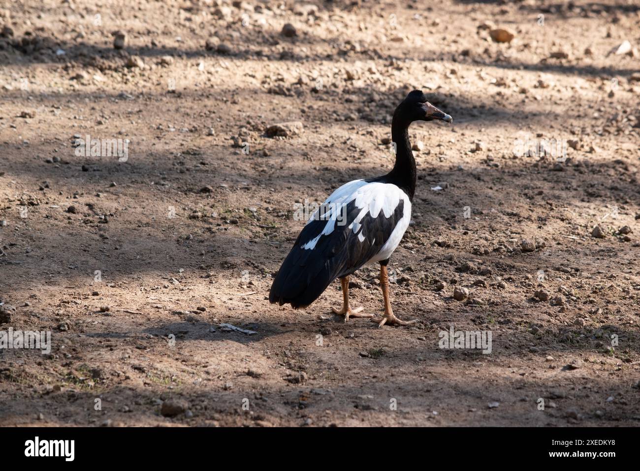 L'oca magpie è un seabird bianco e nero con testa e collo neri e un corpo bianco e un collo lungo. Foto Stock